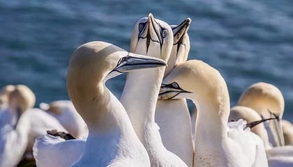 爱游戏综合娱乐-迪巴拉助攻领跑意甲，状态火热，迪巴拉转会