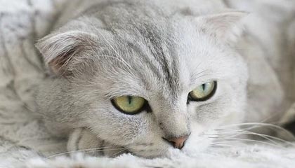 爱游戏中国官方登录入口网站-阿尔巴尼亚大胜土耳其，豪取三分，阿尔巴尼亚世预赛名单