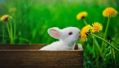 AYX体育官网-PSG.LGD赛区粉丝支持力度加大，psg和lgd不是一队吗