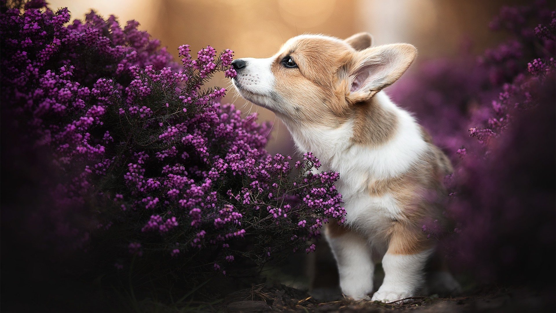 “青少年足球表演赛在全国多地盛大举行,吸引数万球迷”,青少年足球比赛报名