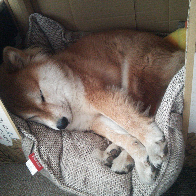 意甲：多名潜力新秀完成高价转会，未来可期，意甲球员转会