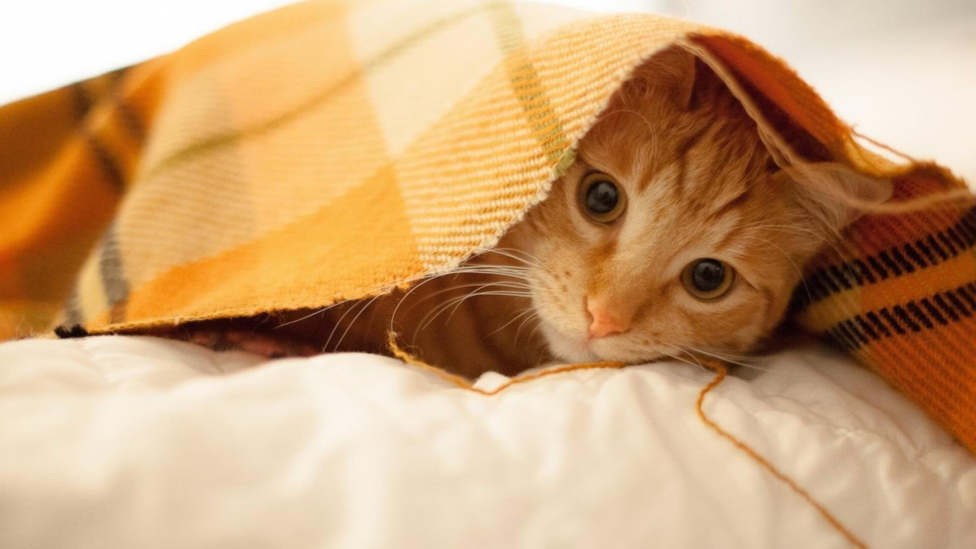 比赛中的“奇迹”神球盘点,足球奇迹