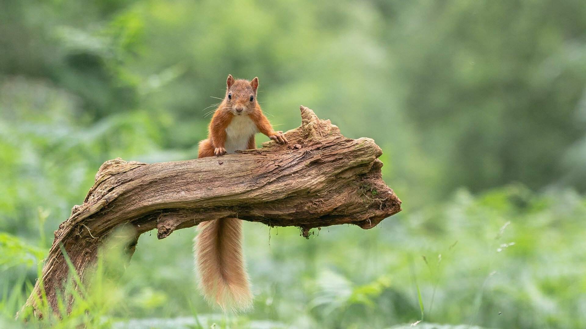 爱游戏登录入口-KPL新版本适应性分析，kpl版本变化