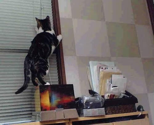 乌迪内斯客场不败，力保不败战绩继续前行，乌迪内斯首发