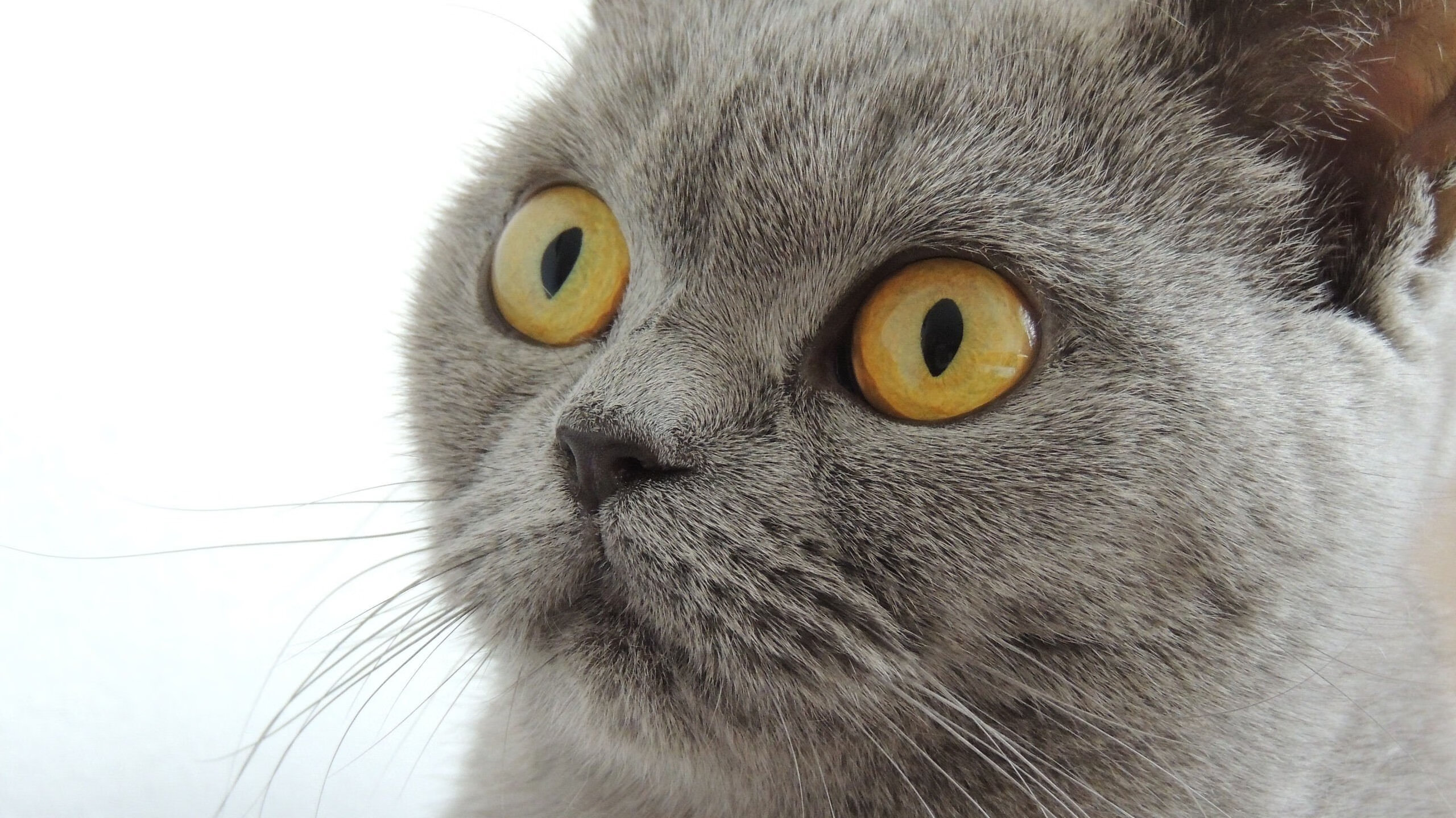 AYX体育-塞尔维亚队在比赛中表现出惊人的团队合作，塞尔维亚足球队大名单