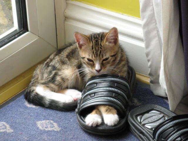 波尔多多名球员受伤，主力轮换成挑战，波尔多队名单