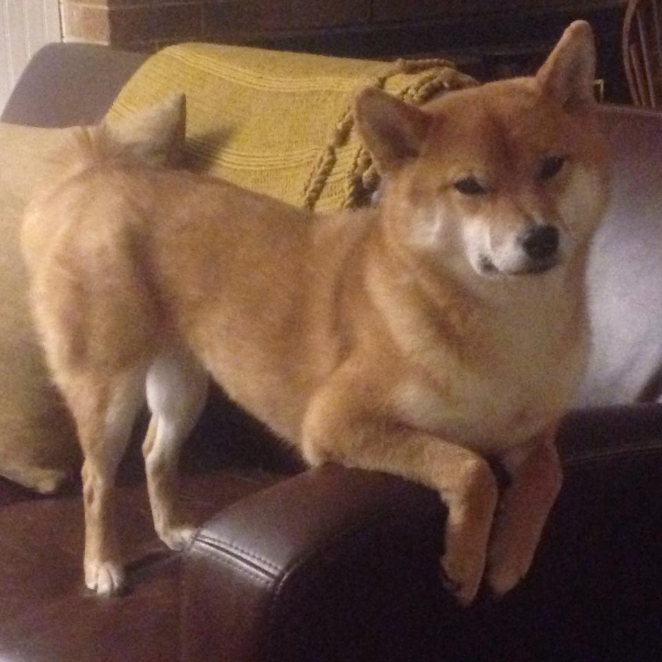 独行侠控卫东斯基复出后场暴走+，独行侠感谢国王不选东契奇