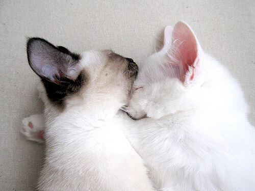 缅因凯尔特人迎来重要胜利，缅因猫凯米尔长大会掉色吗