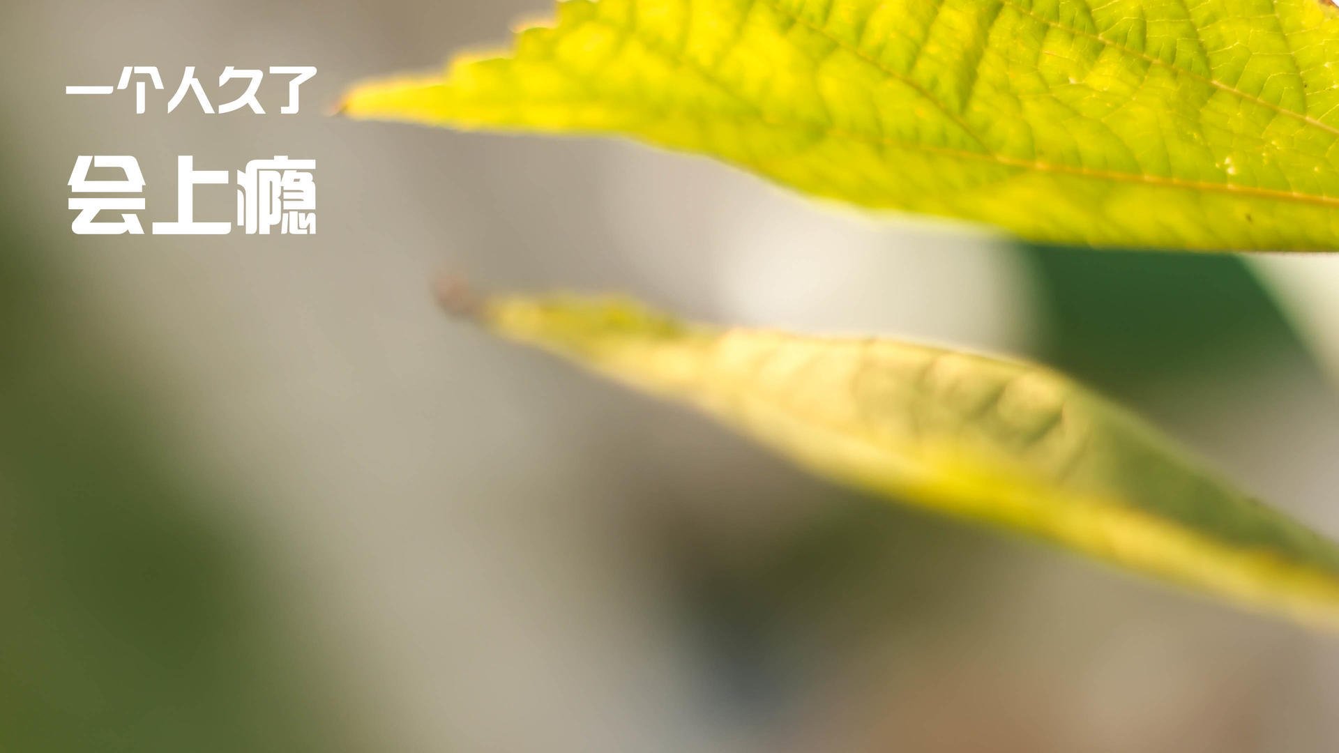 阿尔阿赫利季后赛关键战表现稳定,阿尔阿赫利足球俱乐部