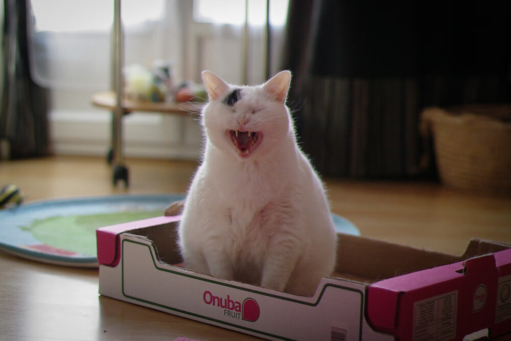 阿贾克斯势不可挡，面对桑普多利亚，阿贾克斯ds