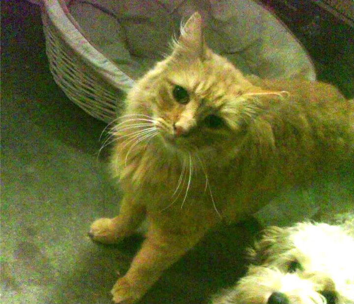 青少年足球比赛频繁，锻炼实战能力，青少年足球运动