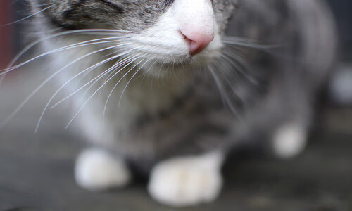 中小学体育教师教学技能提升研究,中小学体育教学的基本技能