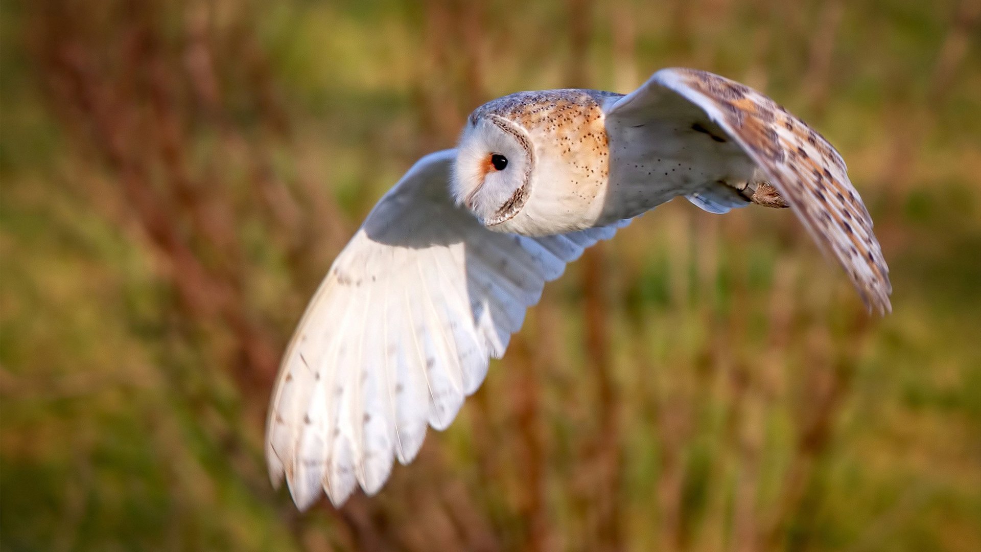 德甲球队体能监测辅助个性化恢复方案的设计，足球 体能测试