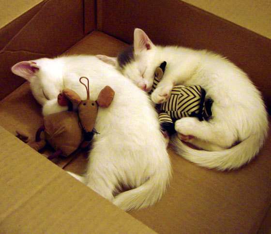 中国男篮苦战加时终取胜 球迷鼓掌致敬,中国男篮出战