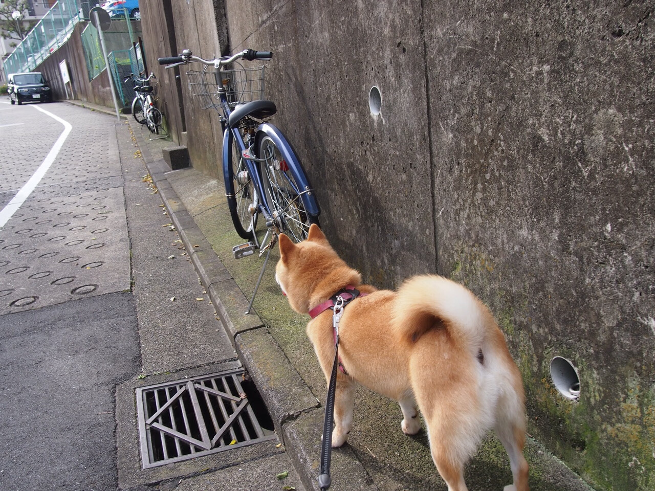 仰泳技术扎实中立代表队A保持优势,仰泳技术分析