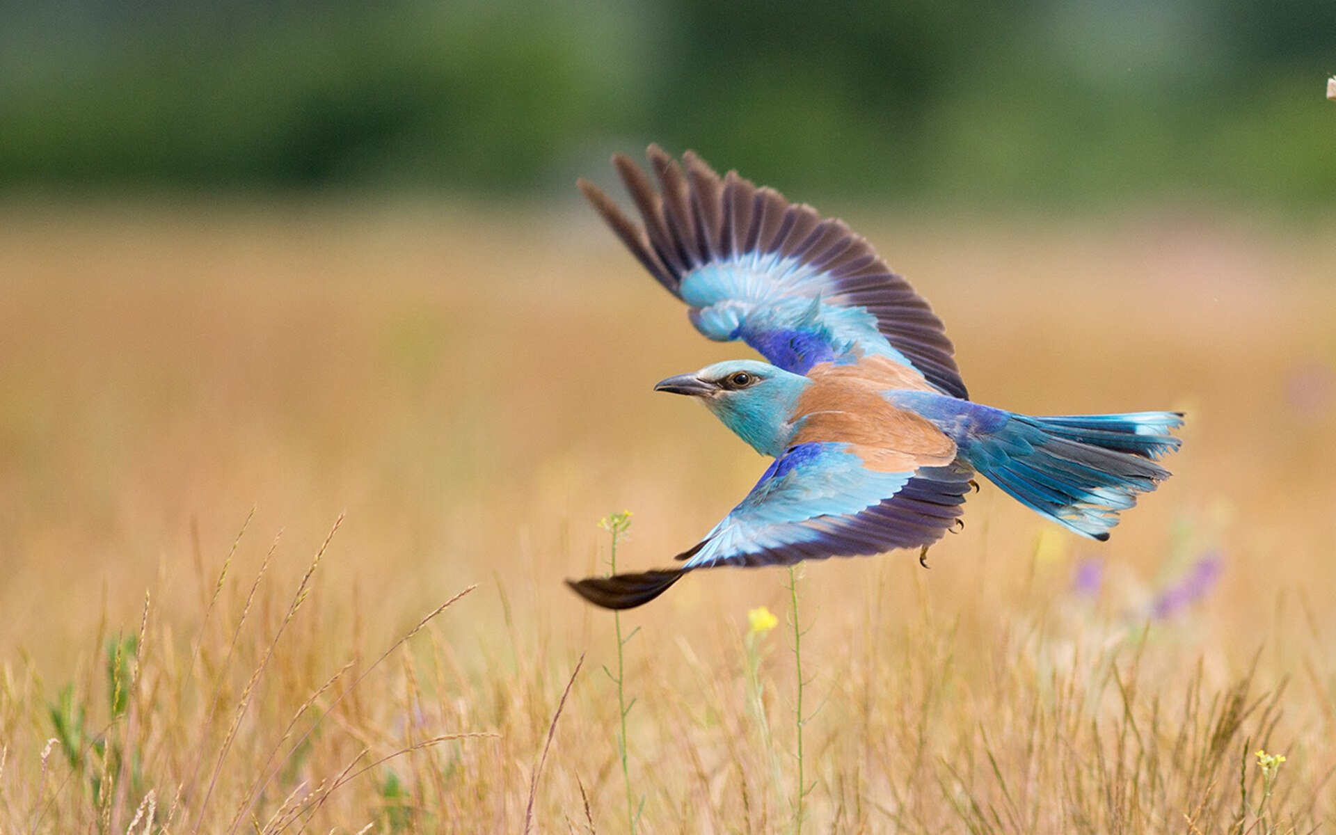 全国篮球特长生升学政策优化为体育人才提供发展空间,篮球特长生高考考什么怎么报名