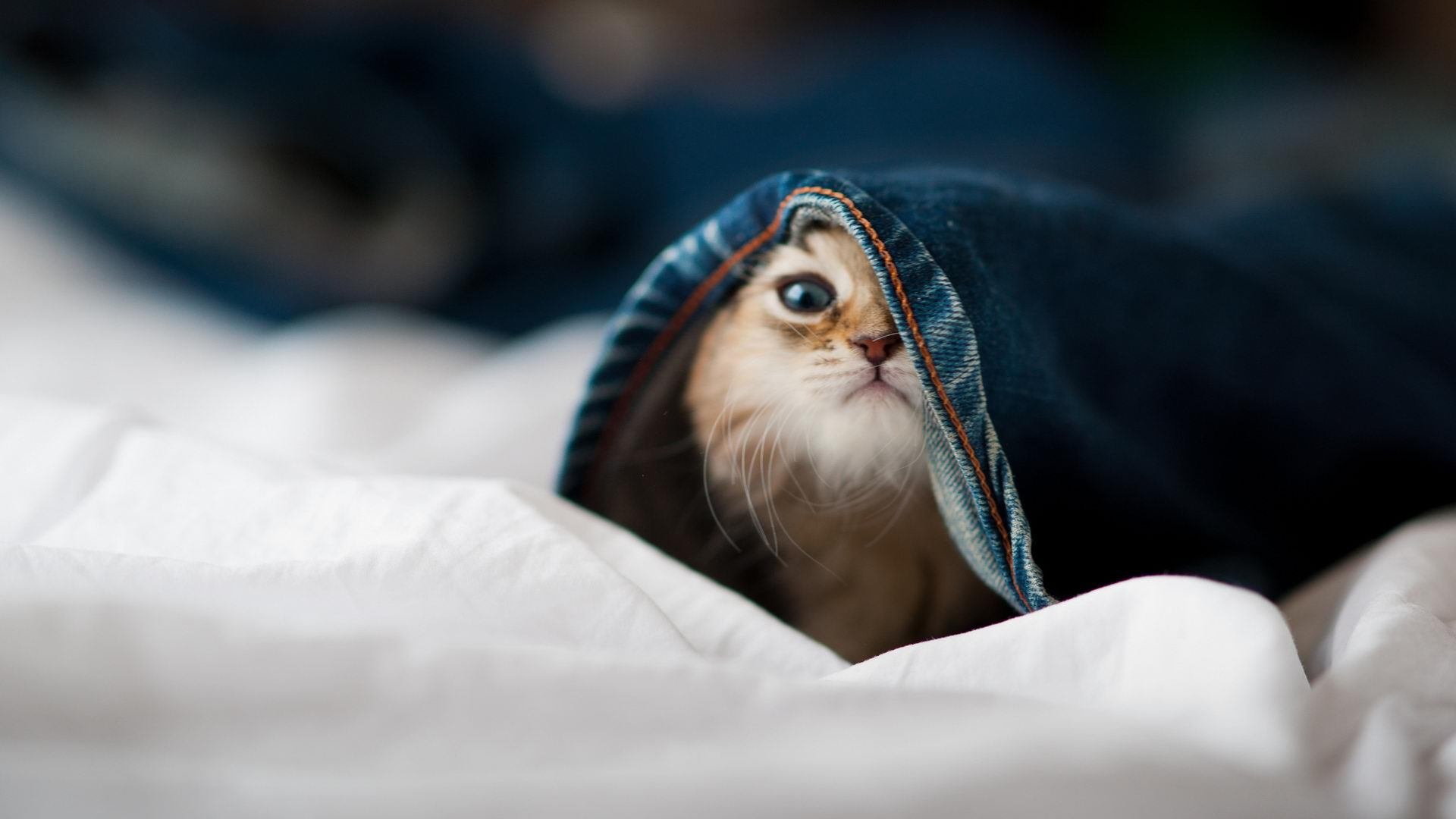 英超激战升级：悬念不断，精彩不断！，英超有多激烈