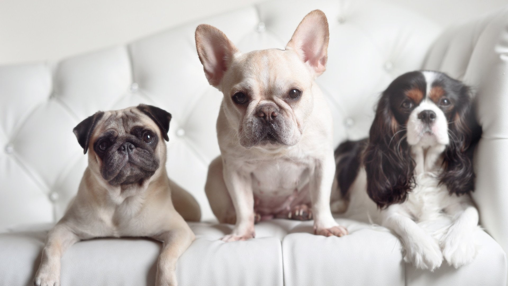 赞比亚男篮在非洲预赛中拼搏不断,勇往直前冲击奥运奖杯,赞比亚球队